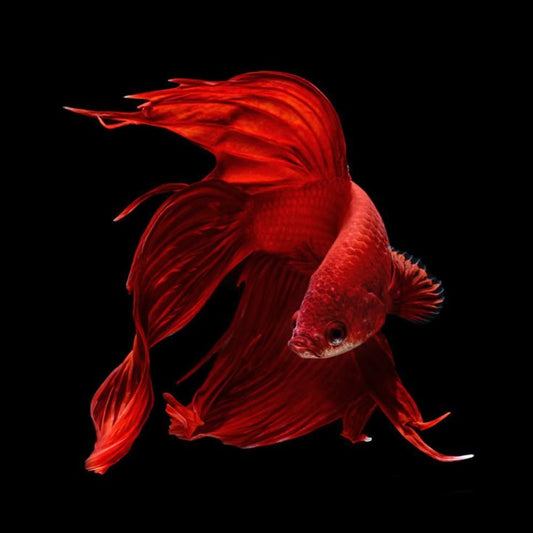 Scarlet Betta Necklace